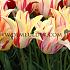 Tulipa Marilyn 12/+ (x250)
