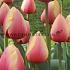 Tulipa Marit 12/+ (x250)