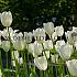 Tulipa Maureen 12/+ (x250)
