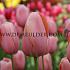 Tulipa Menton 12/+ (x250)