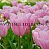 Tulipa Mistress 12/+ (x250)