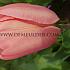 Tulipa Mystic Van Eijk 12/+ (x250)