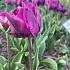 Tulipa Negrita Double 12/+ (x 250)