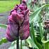 Tulipa Negrita Parrot 12/+ (x250)