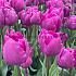 Tulipa Negrita 12/+ (x250)