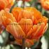 Tulipa Orange Princess 12/+ (x 250)