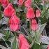 Tulipa Oratorio 12/+ (x250)