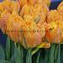 Tulipa Orca 12/+ (x250)