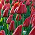 Tulipa Parade 12/+ (x250)