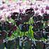 Tulipa Paul Scherer 12/+ (x250)