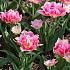 Tulipa Peach Blossom 11/12 (x250)