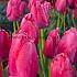 Tulipa Pink Pride 12/+ (x250)