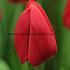 Tulipa Primavista 12/+ (x250)