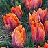 Tulipa Prinses Irene 12/+ (x250)