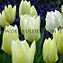 Tulipa Purissima 12/+ (x250)
