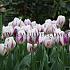 Tulipa Purple Flag 12/+ (x250)