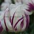 Tulipa Purple Flag 12/+ (x250)