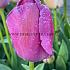 Tulipa Purple Pride 12/+ (x250)