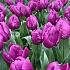 Tulipa Purple Prince 12/+ (x250)