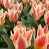 Tulipa Quebec 12/+ (x250)