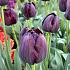 Tulipa Queen Of Night 12/+ (x250)