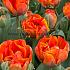 Tulipa Queensday 12/+ (x250)