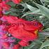 Tulipa Red Paradise 12/+ (x250)