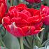 Tulipa Red Princess 12/+ (x250)