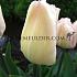 Tulipa Rejoyce 12/+ (x250)
