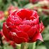 Tulipa Renown Unique 12/+ (x250)