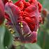 Tulipa Rococo 12/+ (x250)