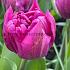 Tulipa Royal Acres 12/+ (x250)
