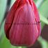 Tulipa Seadov 12/+ (x250)