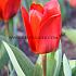 Tulipa Showwinner 12/+ (x250)