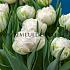 Tulipa Snow Crystal 12/+ (x250)