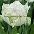 Tulipa Snow Crystal 12/+ (x250)