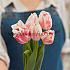 Tulipa Sorbet 12/+ (x250)