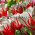 Tulipa Sorbet 12/+ (x250)