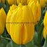 Tulipa Strong Gold 12/+ (x250)