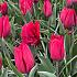 Tulipa Strong Love 12/+ (x250)