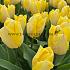 Tulipa Sunny Prince 12/+ (x250)