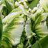 Tulipa Super Parrot 12/+ (x250)
