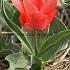 Tulipa Toronto 12/+ (x250)