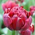 Tulipa Uncle Tom 12/+ (x250)