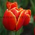 Tulipa Verandi 12/+ (x250)