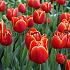Tulipa Verandi 12/+ (x250)