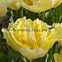 Tulipa Verona 12/+ (x250)