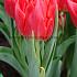 Tulipa Viking 12/+ (x250)