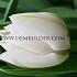 Tulipa White Heart 12/+ (x250)
