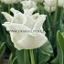 Tulipa White Liberstar 12/+ (x250)
